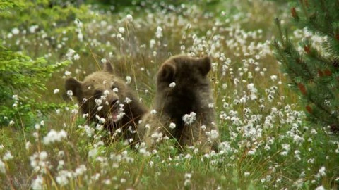 Méďové na cestách - 18/43 Krušné hory