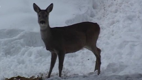 Tisíc let české myslivosti - 16. dubna 2009