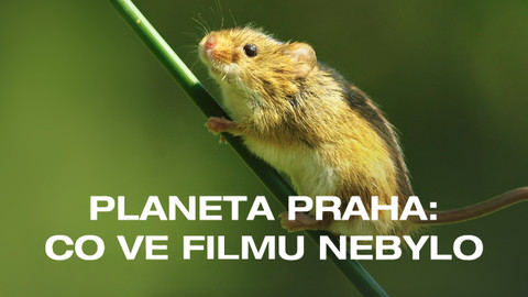 Planeta Praha: co ve filmu nebylo