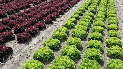 Kluci v akci - Salátová