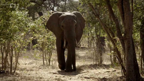 Dobrodružství vědy a techniky - Sloni afričtí - obři Země