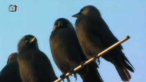 Živé srdce Evropy - Kavka obecná