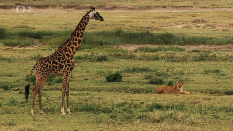 Dobrodružství vědy a techniky - Dobrodružství v Serengeti