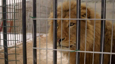 Nedej se! - Čeští lvi