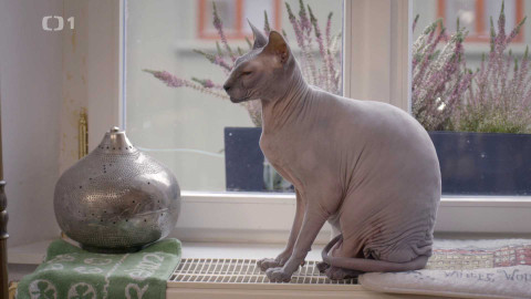 Kočka není pes - Znepřátelená smečka a vyděšený Jack