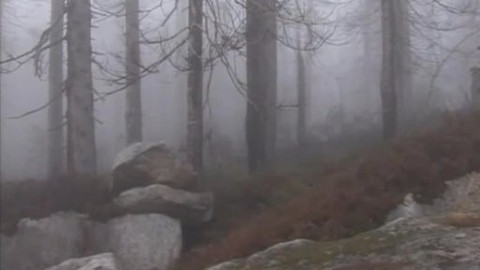 Nedej se! - Blokáda proti kácení kůrovcem napadených stromů