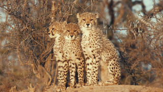 Pozoruhodná gepardí rodinka