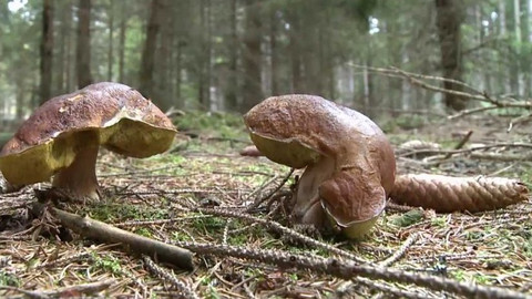 Novinky z přírody - Epizoda 26/53