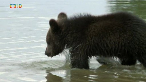 Méďové na cestách - 13/43 Krajina rybníků