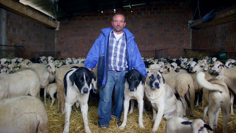 Psi a jejich výjimečné příběhy - 3/5 Společně silnější