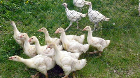 Malá farma - Husy, krůty