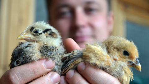 Malá farma - Dobře dotovaná slepice