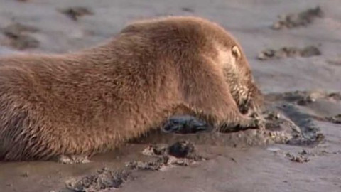 Vydrýsek - 10/13 O blátivých stopách