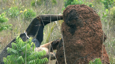 Obdivuhodný svět přírody - Mravenečník velký