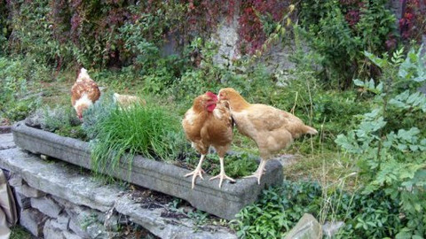 Malá farma - Základem je obchod