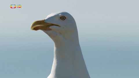 V divočině, tam to žije - Epizoda 14/40