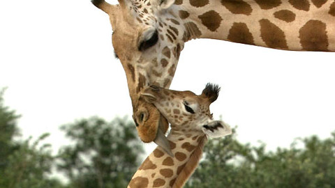 Obdivuhodný svět přírody - Žirafí ráj