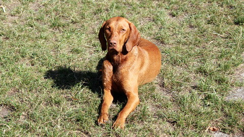 Kočka není pes - Návrat za minulými případy