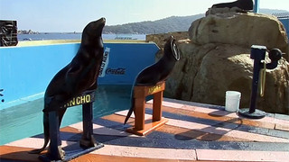 Na cestě po Acapulcu