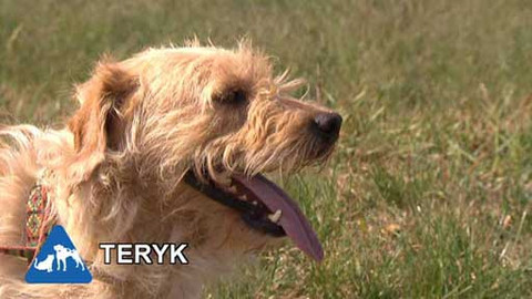 Chcete mě? - Chcete je?