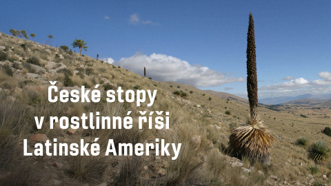 České stopy v rostlinné říši Latinské Ameriky