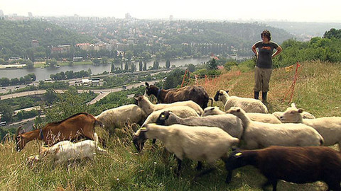 Z metropole - 28. července 2012