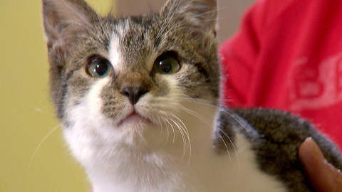 Chcete mě? - Chcete je?