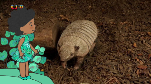 Velká kniha o zvířátkách - Epizoda 24/52