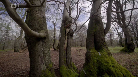 Kořeny lesa - Epizoda 16/40