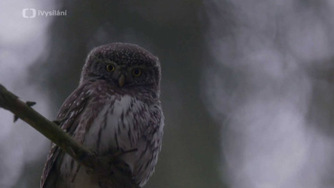 Minuty z přírody - Kulíšek nejmenší