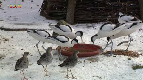 Terčin zvířecí svět - 23. dubna 2021