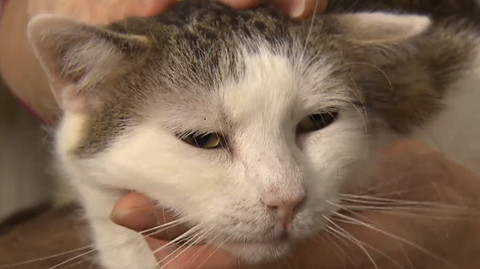 Chcete mě? - Chcete je?