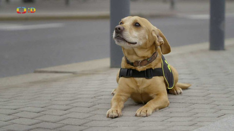 Zvířecí profesionálové - Pes, který pozná nemoci i pašeráky