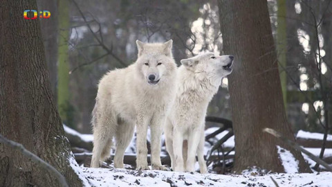 Zprávičky - 25. prosince 2022