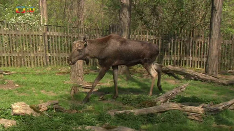 Terčin zvířecí svět - 25. června 2021