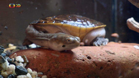 Terčin zvířecí svět - 8. listopadu 2024