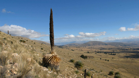 České stopy v rostlinné říši Latinské Ameriky