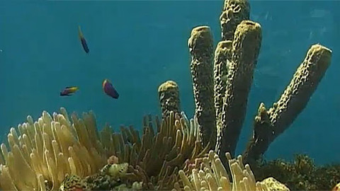 Cestománie - Curacao