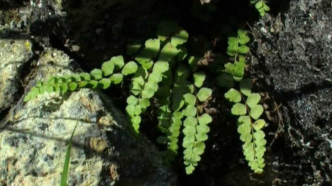 Živé srdce Evropy - Sleziník nepravý