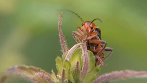 Kapitolky o havěti - 10/10 Páteříček