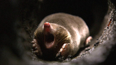 Obdivuhodný svět přírody - Krtci