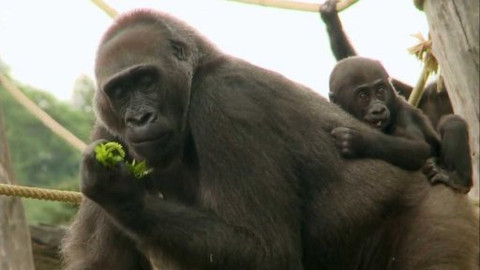 Gorilí povídání - 6/13 O buvolech