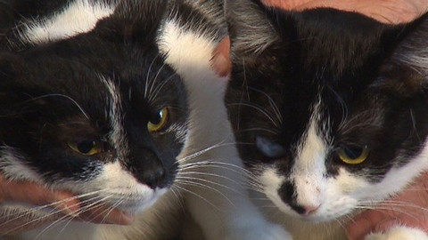 Chcete mě? - Chcete je?