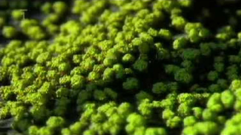 Živé srdce Evropy - Rhizocarpon ridescens