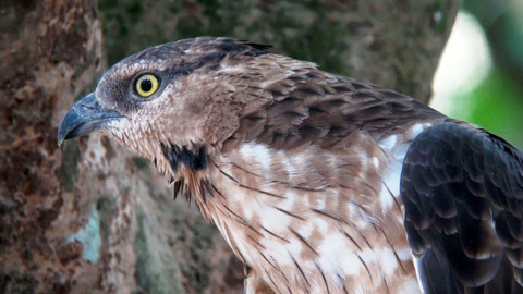 Obdivuhodný svět přírody - Včelojed chocholatý