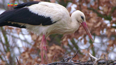 Frnk z hnízda - Epizoda 2/13