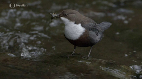 Minuty z přírody - Skorec vodní