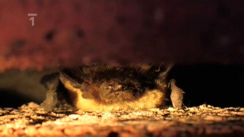 Živé srdce Evropy - Netopýr pestrý a hvízdavý