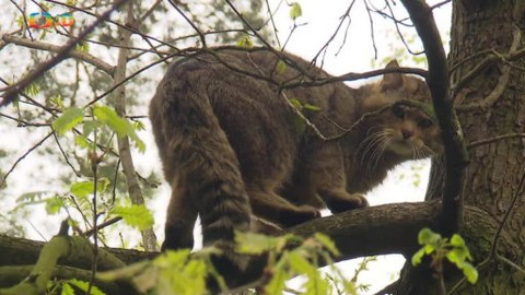 Kocour Mour poznává své příbuzné - Epizoda 4/8