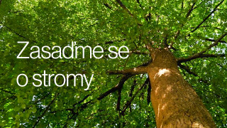 Zasaďme se o stromy
